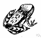 Rana temporaria - a common semiterrestrial European frog