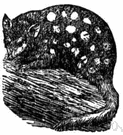 native cat - carnivorous arboreal cat-like marsupials of Australia and Tasmania