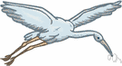 Gruidae - cranes