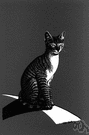 Egyptian cat - a domestic cat of Egypt