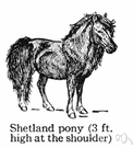 Shetland pony - breed of very small pony with long shaggy mane and tail