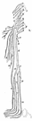 sacral nerve - any of five pairs of spinal nerves emerging from the sacral region of the spinal cord