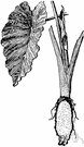 taro plant - herb of the Pacific islands grown throughout the tropics for its edible root and in temperate areas as an ornamental for its large glossy leaves