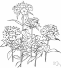 sweet William - Eurasian pink widely cultivated for its flat-topped dense clusters of varicolored flowers
