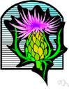 globe thistle