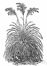 genus Dactylis - a monocotyledonous grass of the family Gramineae (has only one species)
