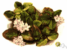 Epigaea repens - low-growing evergreen shrub of eastern North America with leathery leaves and clusters of fragrant pink or white flowers