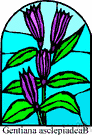 genus Gentiana - type genus of the Gentianaceae