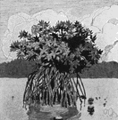 mangrove - a tropical tree or shrub bearing fruit that germinates while still on the tree and having numerous prop roots that eventually form an impenetrable mass and are important in land building