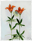 wood lily - lily of eastern North America having orange to orange-red purple-spotted flowers