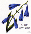 plantain lily - any of numerous perennials having mounds of sumptuous broad ribbed leaves and clusters of white, blue, or lilac flowers