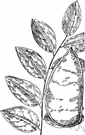 Kentucky coffee tree - handsome tree of central and eastern North America having large bipinnate leaves and green-white flowers followed by large woody brown pods whose seeds are used as a coffee substitute