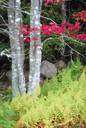 Malosma laurina - small aromatic evergreen shrub of California having paniculate leaves and whitish berries