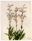 penstemon - large genus of subshrubs or herbs having showy blue or purple or red or yellow or white flowers