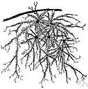 usnea - widely distributed lichens usually having a greyish or yellow pendulous freely branched thallus