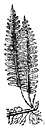 snake polypody - epiphytic ferns with long rhizomes