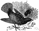 Ptilonorhynchus violaceus - of southeast Australia