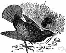satin bird - of southeast Australia