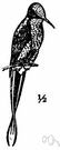 thornbill - any of various South American hummingbirds with a sharp pointed bill
