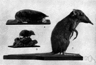 shrew mole - slender mole having a long snout and tail