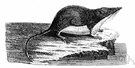 Mediterranean water shrew - a type of water shrew