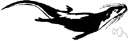 Potamogale velox - amphibious African insectivorous mammal that resembles an otter