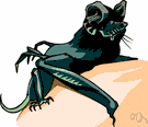 freetail - small swift insectivorous bat with leathery ears and a long tail