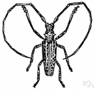 Monochamus - sawyer beetles
