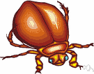 family Dytiscidae - water beetles