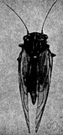 jumping plant louse - small active cicada-like insect with hind legs adapted for leaping