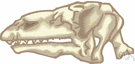 uintathere - a variety of dinocerate