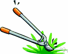 pruning shears - shears with strong blades used for light pruning of woody plants