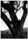 Cinnamomum camphora - large evergreen tree of warm regions whose aromatic wood yields camphor