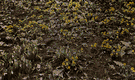 Eranthis hyemalis - small Old World perennial herb grown for its bright yellow flowers which appear in early spring often before snow is gone Eranthis hyemalis - small Old World perennial herb grown for its bright yellow flowers which appear in early spring often before snow is gone