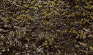 winter aconite - small Old World perennial herb grown for its bright yellow flowers which appear in early spring often before snow is gone