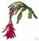 Schlumbergera buckleyi - epiphytic cactus of Brazilian ancestry widely cultivated as a houseplant having jointed flat segments and usually rose-purple flowers that bloom in winter