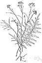 malheur wire lettuce - a small plant of Oregon resembling mustard