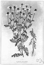 Cotula - cosmopolitan herbs especially southern hemisphere