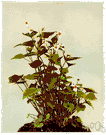 white violet - tall North American perennial with heart-shaped leaves and white flowers with purple streaks