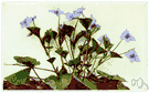 Viola rostrata - violet of eastern North America having lilac-purple flowers with a long slender spur