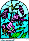 Lilium martagon - lily with small dull purple flowers of northwestern Europe and northwestern Asia
