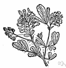 Medicago sativa - important European leguminous forage plant with trifoliate leaves and blue-violet flowers grown widely as a pasture and hay crop