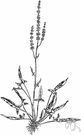 Rumex acetosella - small plant having pleasantly acid-tasting arrow-shaped leaves