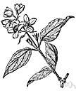mock orange - shrubby thorny deciduous tree of southeastern United States with white flowers and small black drupaceous fruit