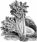 Apium - celery