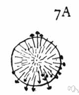 eptatretus - a fossil hagfish of the genus Eptatretus
