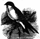 Hirundinidae - swallows and martins