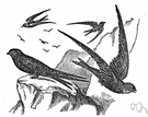 Apus apus - common European bird with a shrieking call that nests chiefly about eaves of buildings or on cliffs