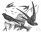 European swift - common European bird with a shrieking call that nests chiefly about eaves of buildings or on cliffs