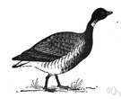 brant - small dark geese that breed in the north and migrate southward
